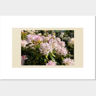 Rhododendron Macro Posters and Art